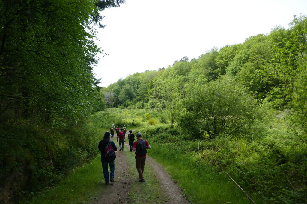 Marcheurs en lisière de forêt